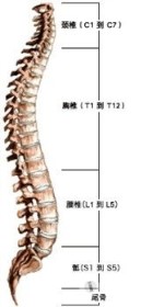 腰椎侧弯的症状有哪些.jpg